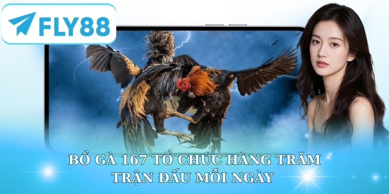 Bồ gà 167 tổ chức hàng trăm trận đấu mỗi ngày