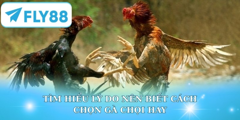Tìm hiểu lý do nên biết cách chọn gà chọi hay